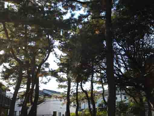 the pine trees in Dairokutengu Shirne