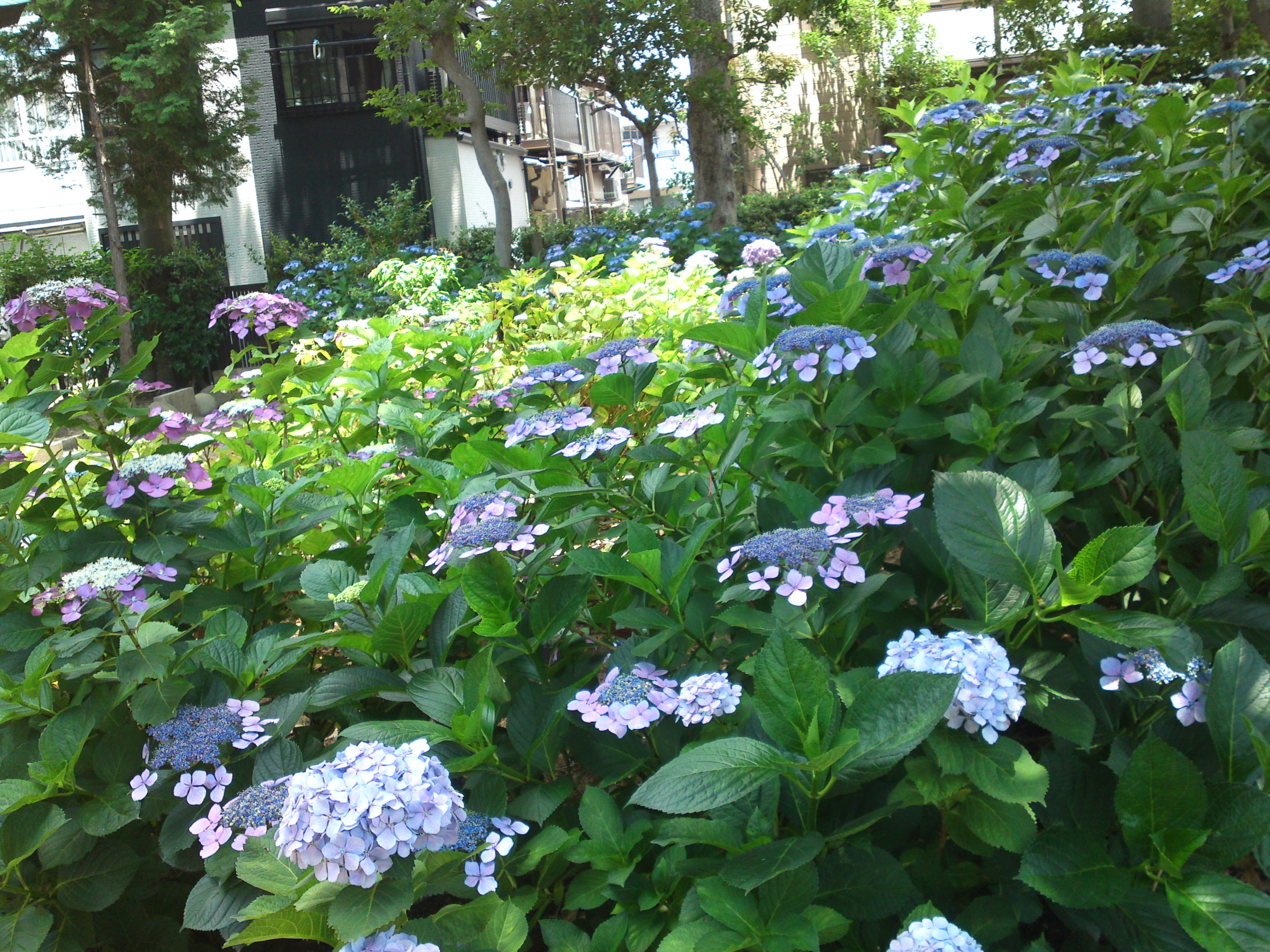 2019年一之江第六天社に咲く紫陽花の花１５