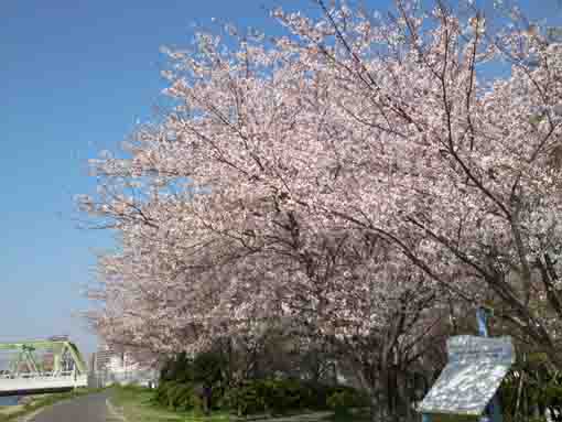 江戸川スーパー堤防の桜
