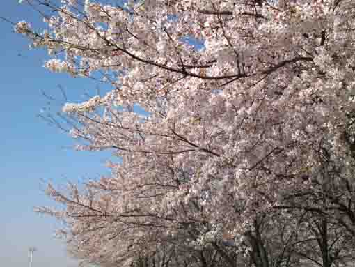 sakura on Edogawa Bank