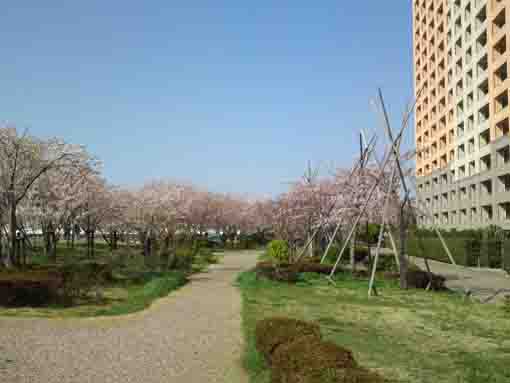 公園として整備された桜並木