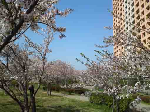 cherry trees in front of the big building