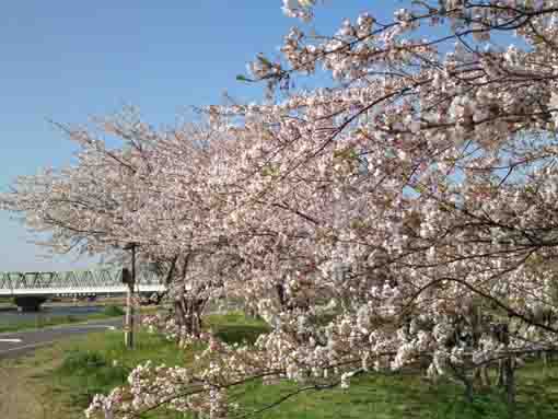 満開のスーパー堤防上の桜