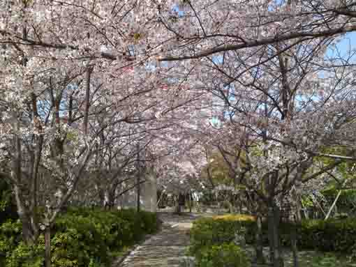 江戸川大堤公園に咲く桜６