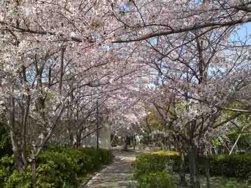 cherry trees look like woods