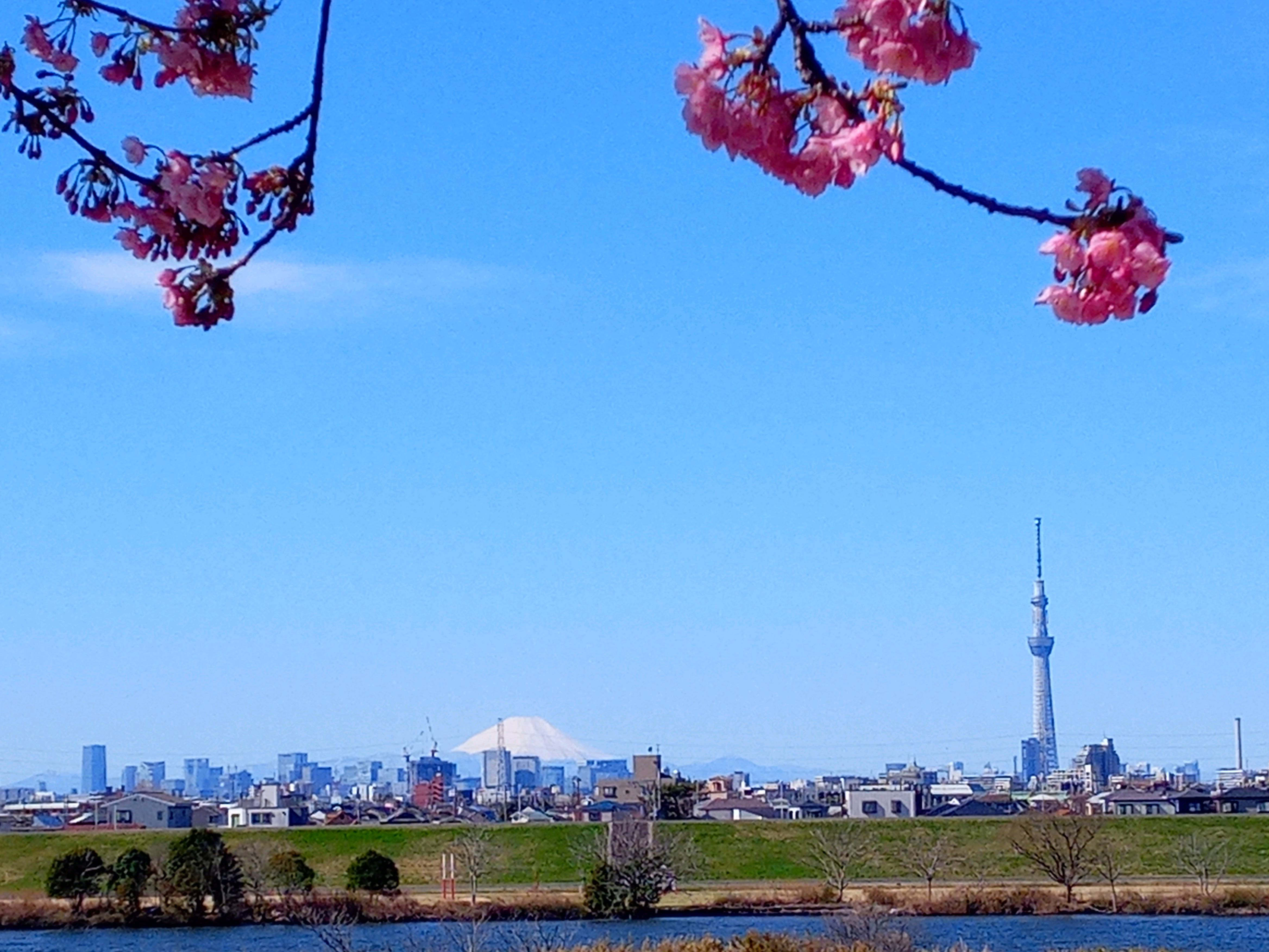 令和６年江戸川市川南満開の河津桜１