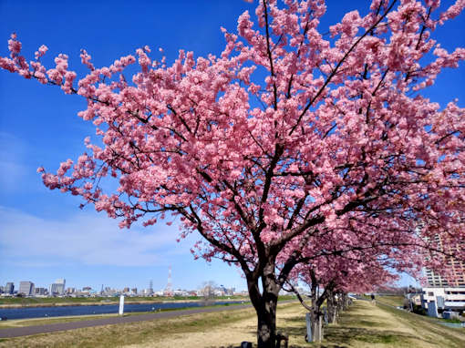 令和６年江戸川市川南満開の河津桜２