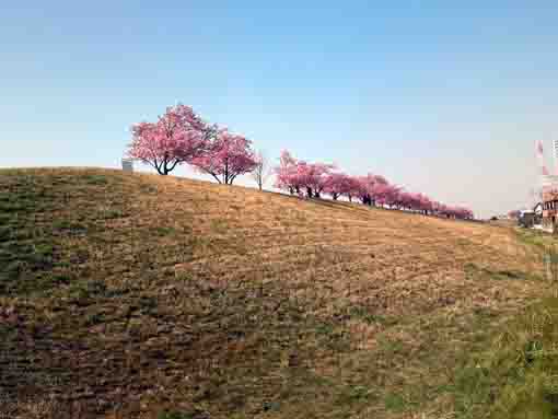 lined kawazu sakura on the bank