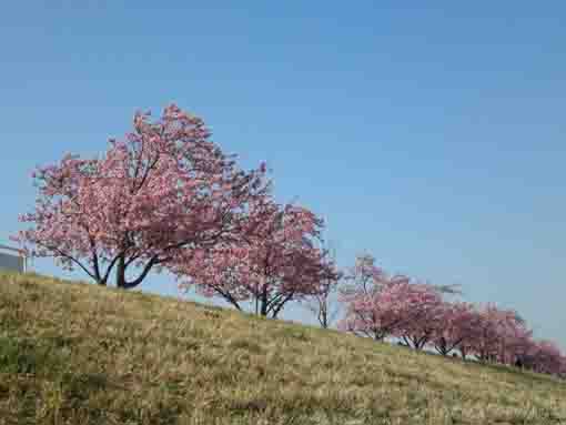 江戸川土手上の河津桜
