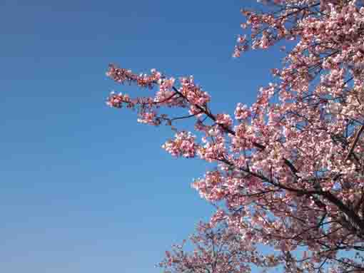 快晴の青空と河津桜