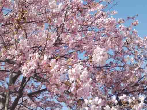 満開の江戸川の河津桜