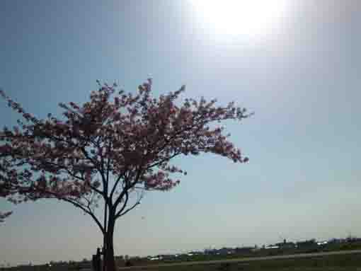 kawazu sakura under the sun beam