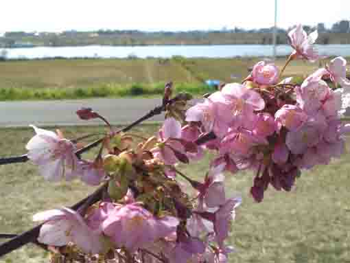 blossoms of Kawazu Sakura along Edogawa
