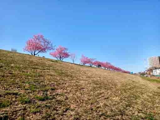 江戸川土手上の河津桜