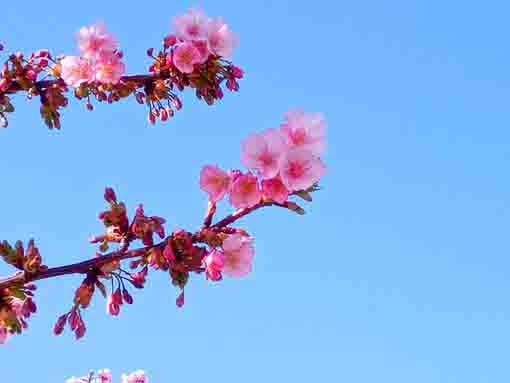 青空に伸びる江戸川土手上の河津桜
