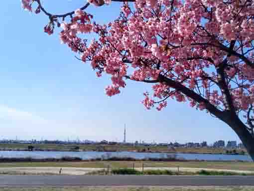 東京スカイツリーを見る河津桜