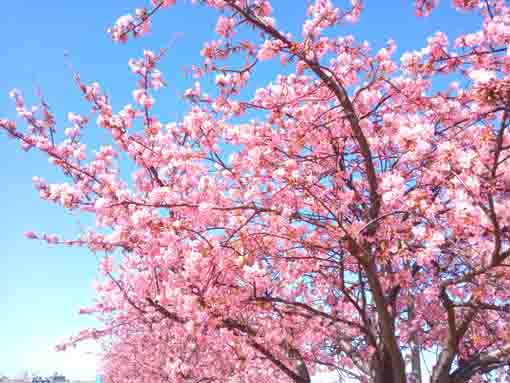 江戸川土手上七分咲きの河津桜