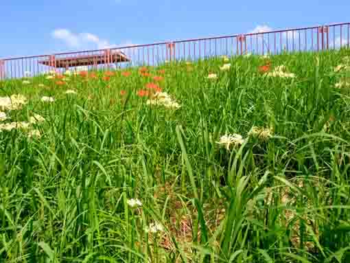 令和３年江戸川土手に咲くマンジュシャゲ６