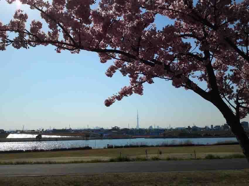 河津桜と東京スカイツリー