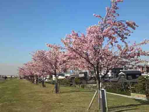 lined trees of Kawazu Sakura in Ichikawa