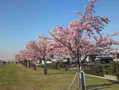 江戸川土手市川南に咲く河津桜４