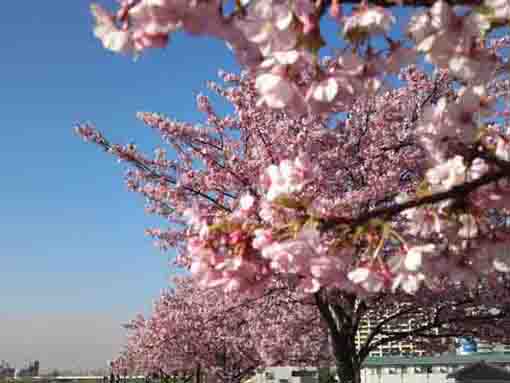 江戸川土手市川南に咲く河津桜５