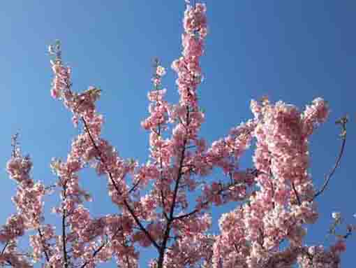 flowers of Kawazu Sakura in Ichikawa