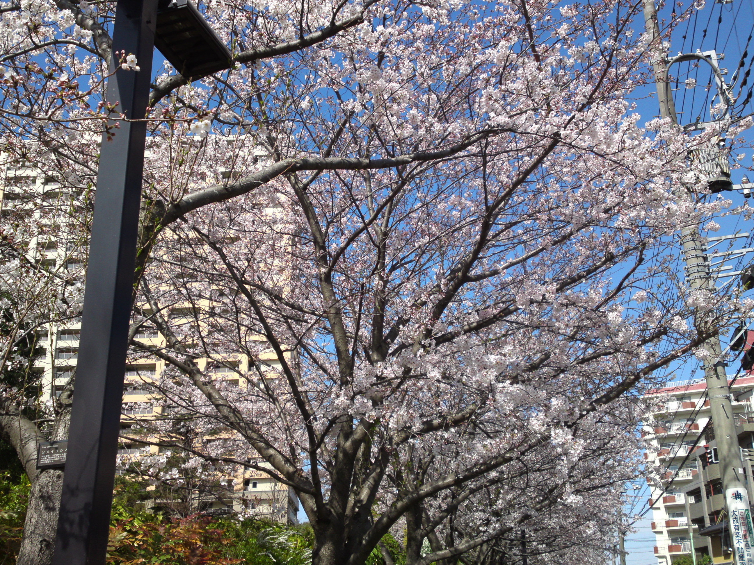 2019年春江戸川土手に咲く桜の花々１