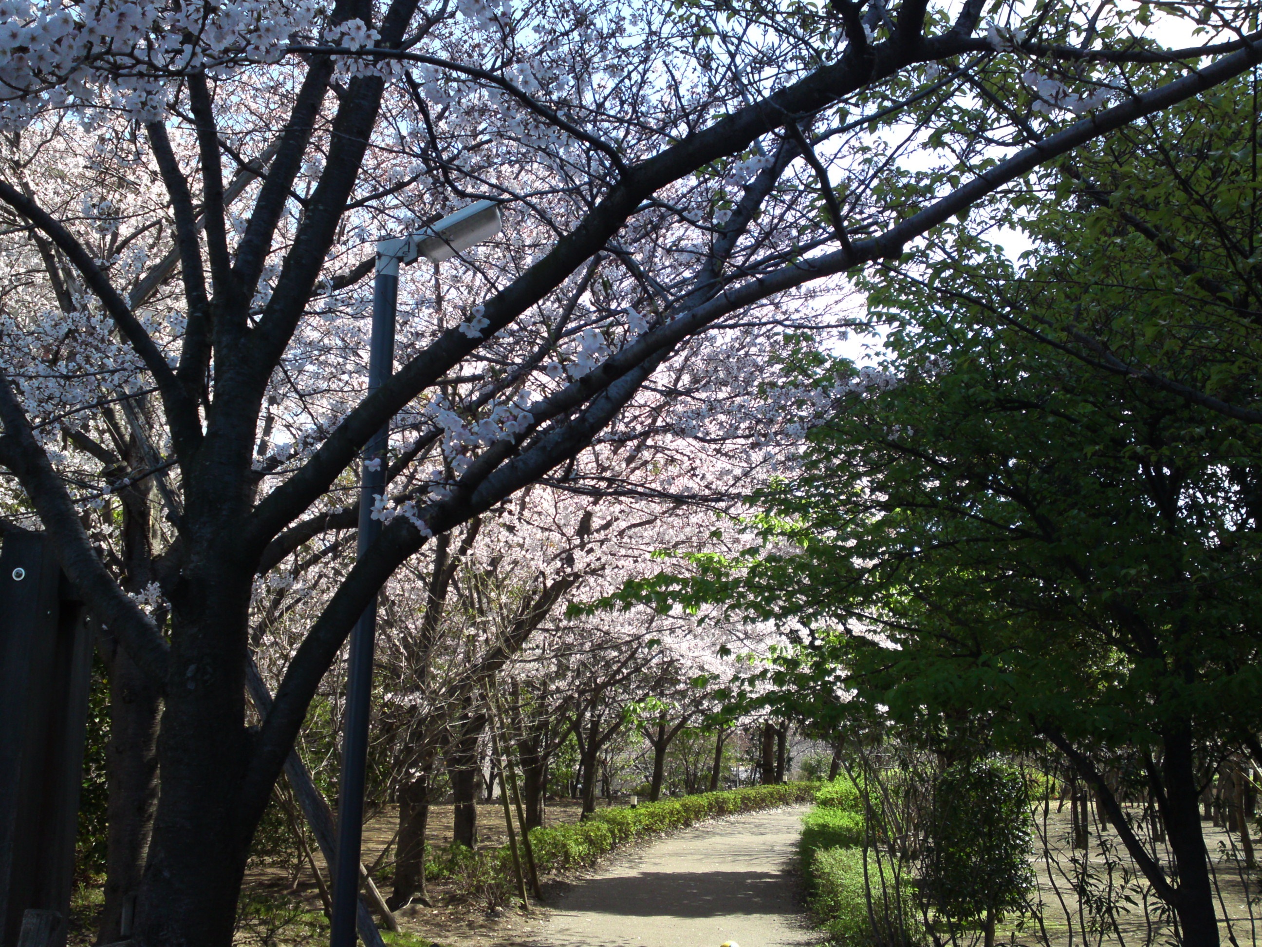2019年春江戸川土手に咲く桜の花々２