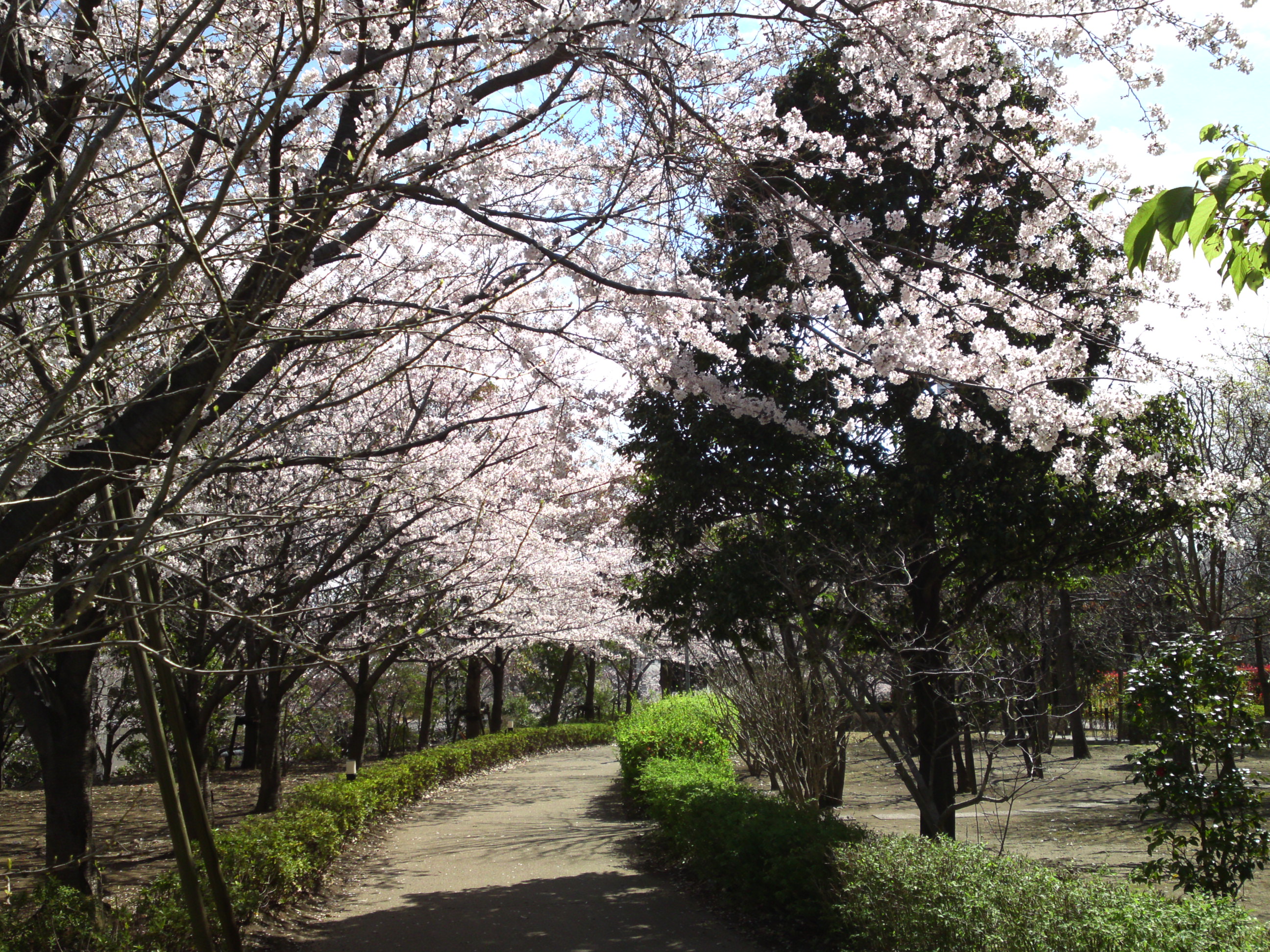 2019年春江戸川土手に咲く桜の花々３