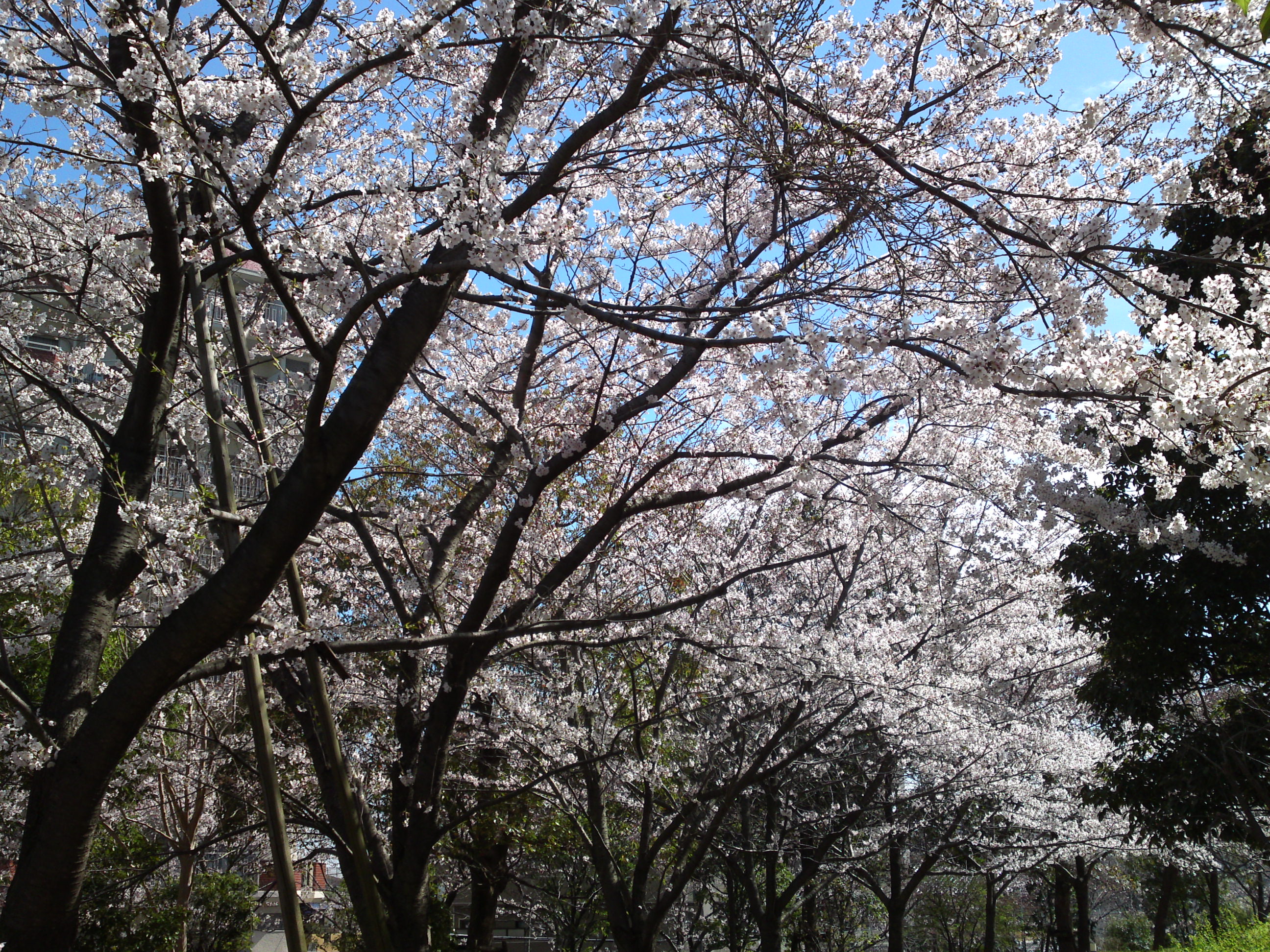 2019年春江戸川土手に咲く桜の花々４