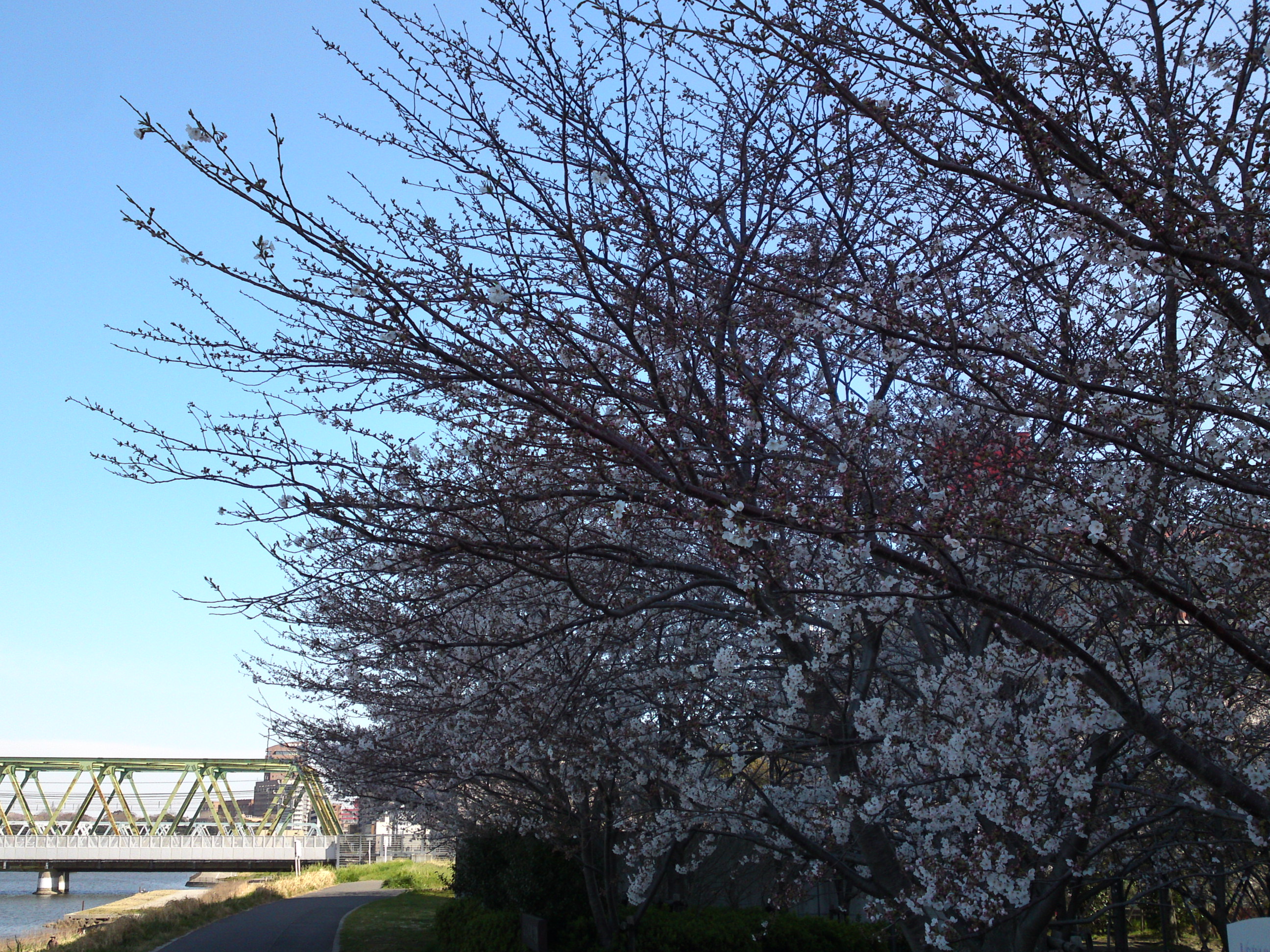 2019年春江戸川土手に咲く桜の花々５