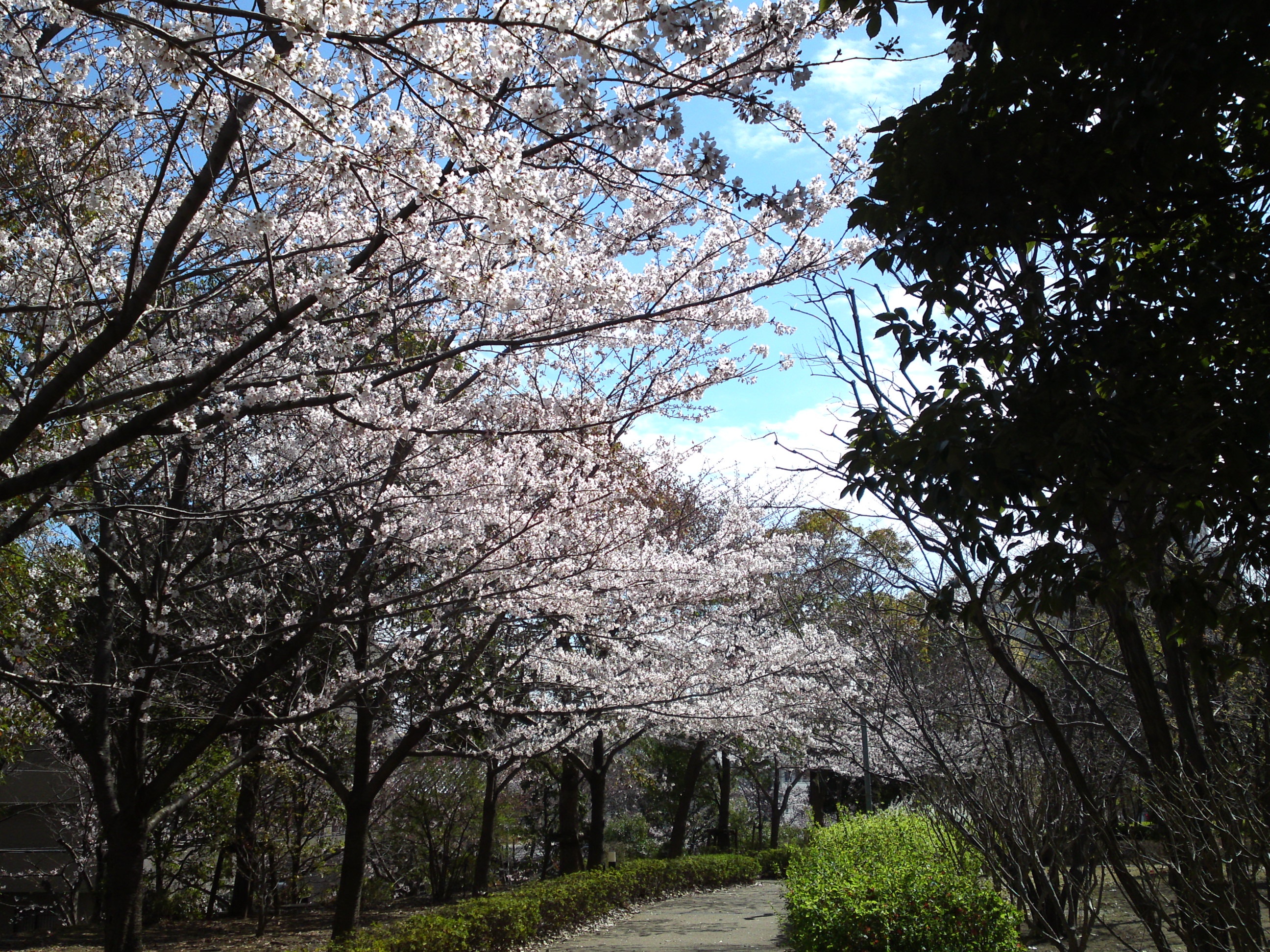 2019年春江戸川土手に咲く桜の花々６