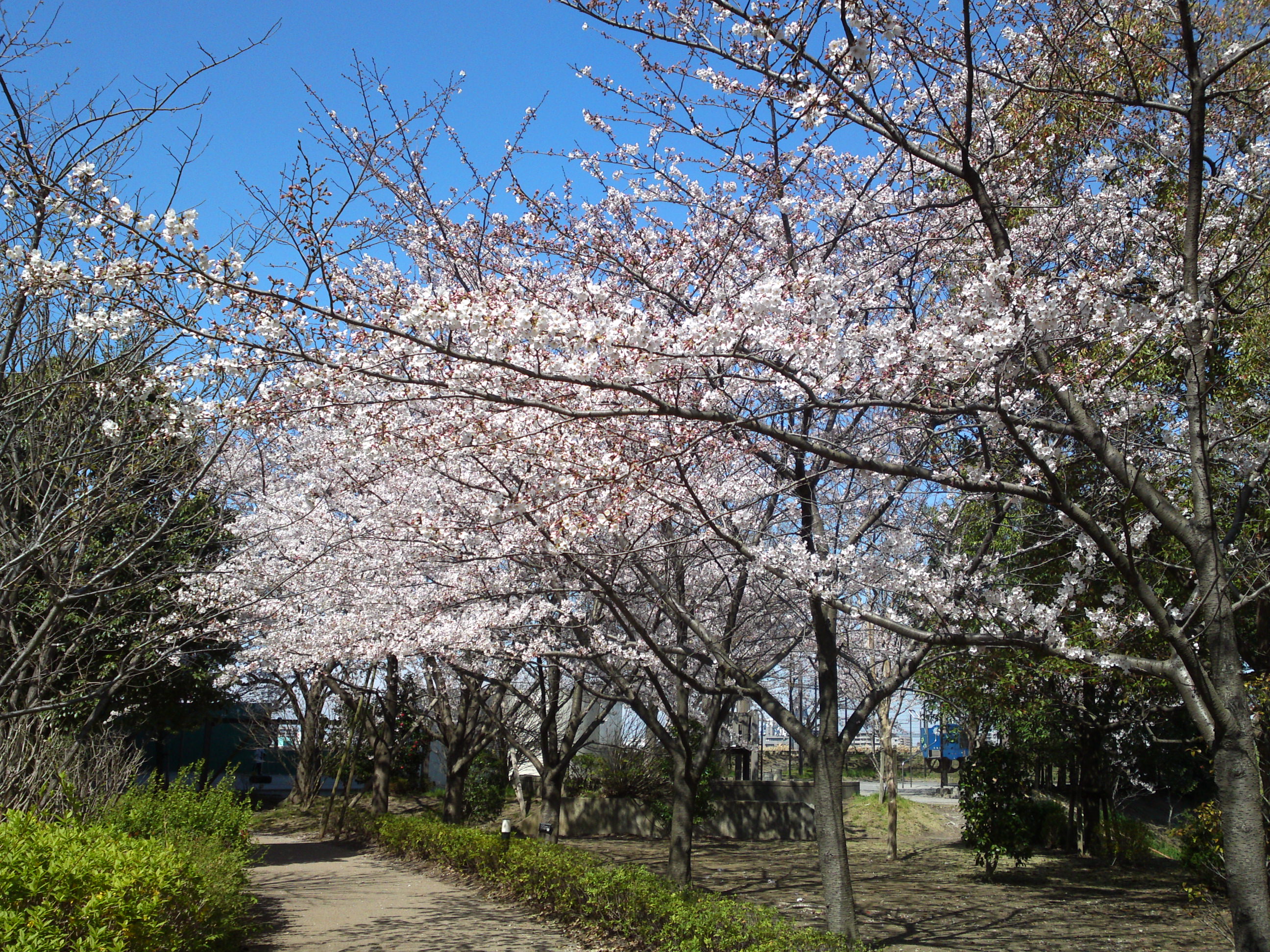 2019年春江戸川土手に咲く桜の花々７