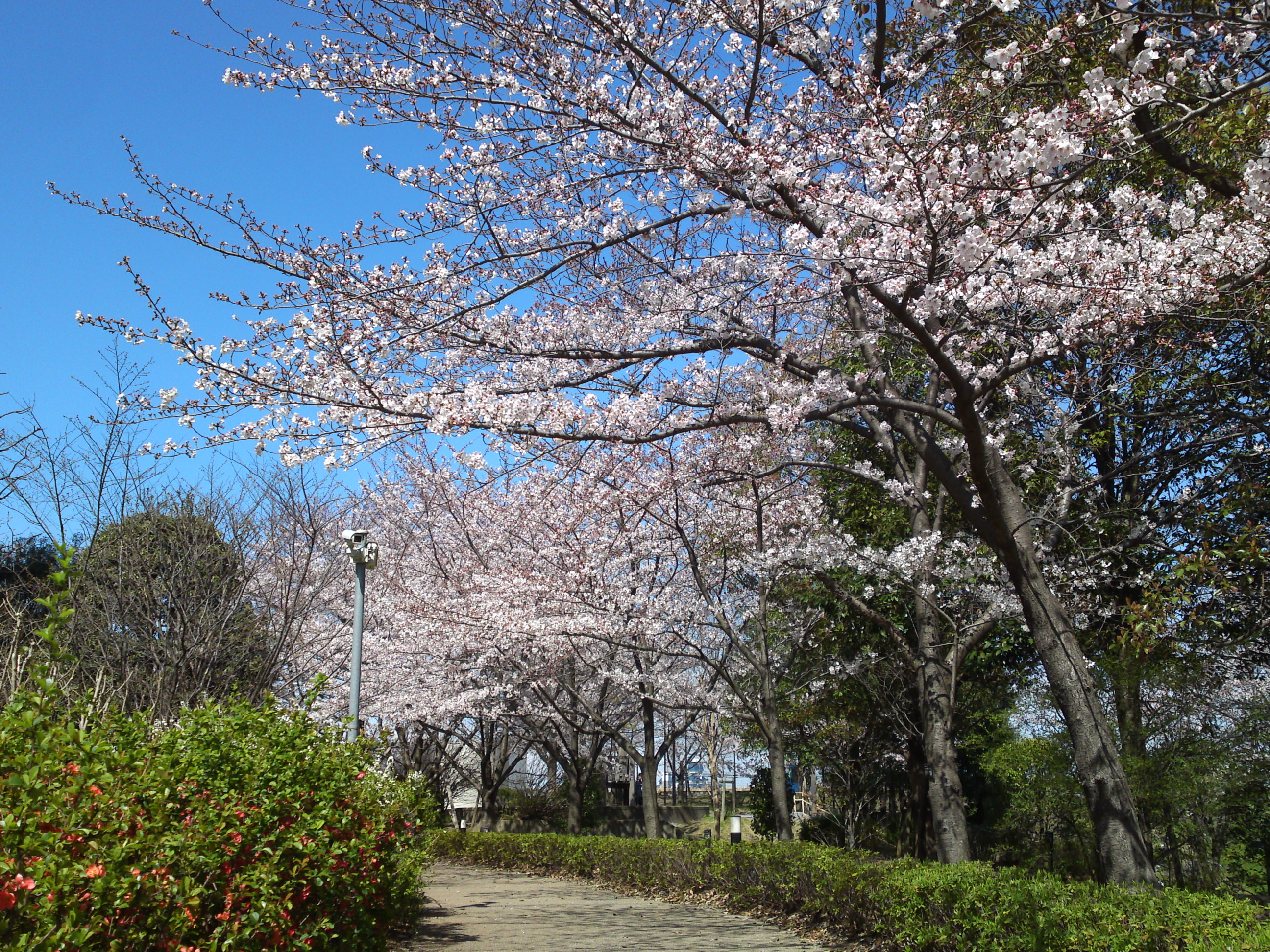 2019年春江戸川土手に咲く桜の花々９