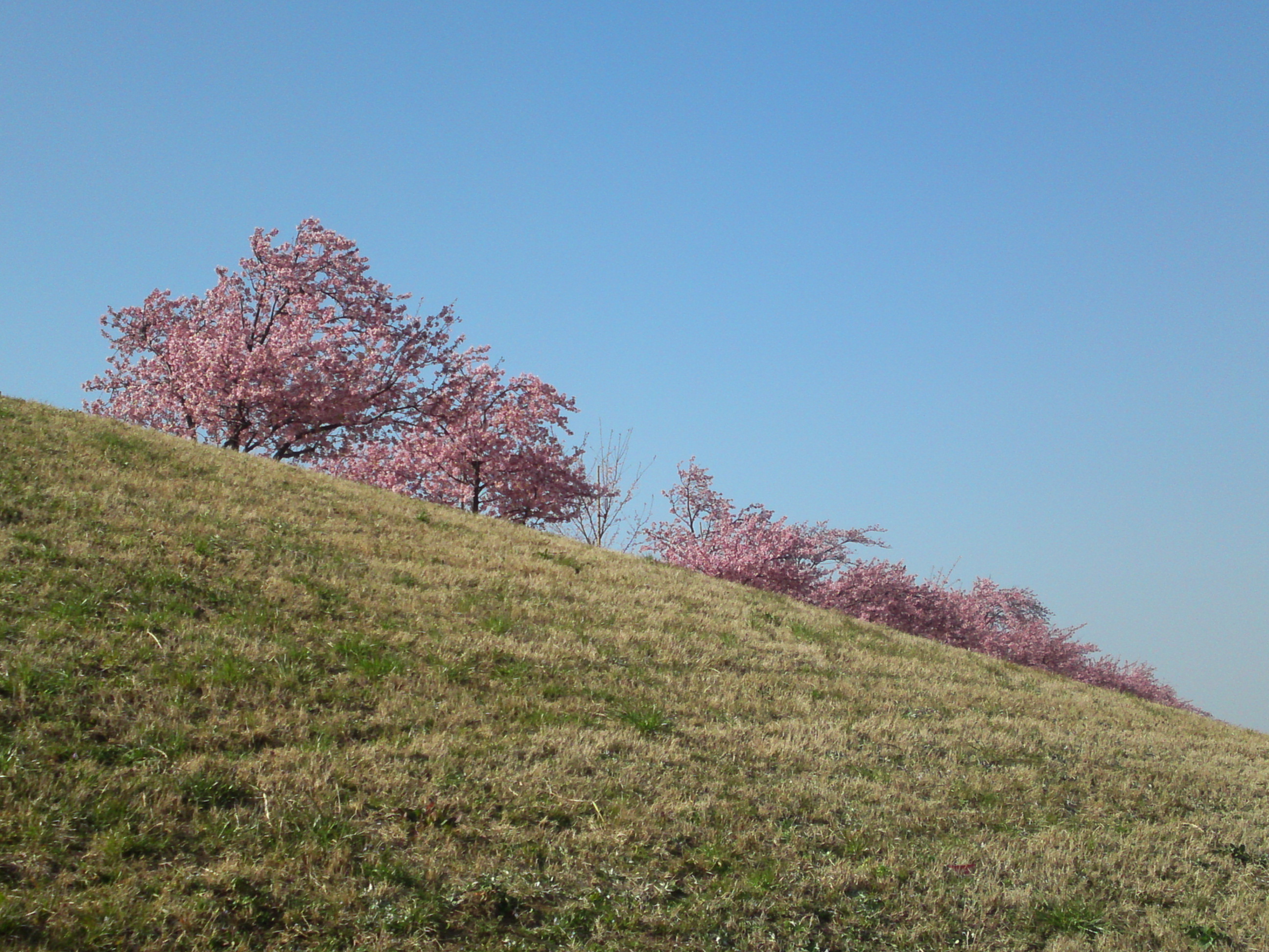 2020年早春江戸川に咲く河津桜の花々１