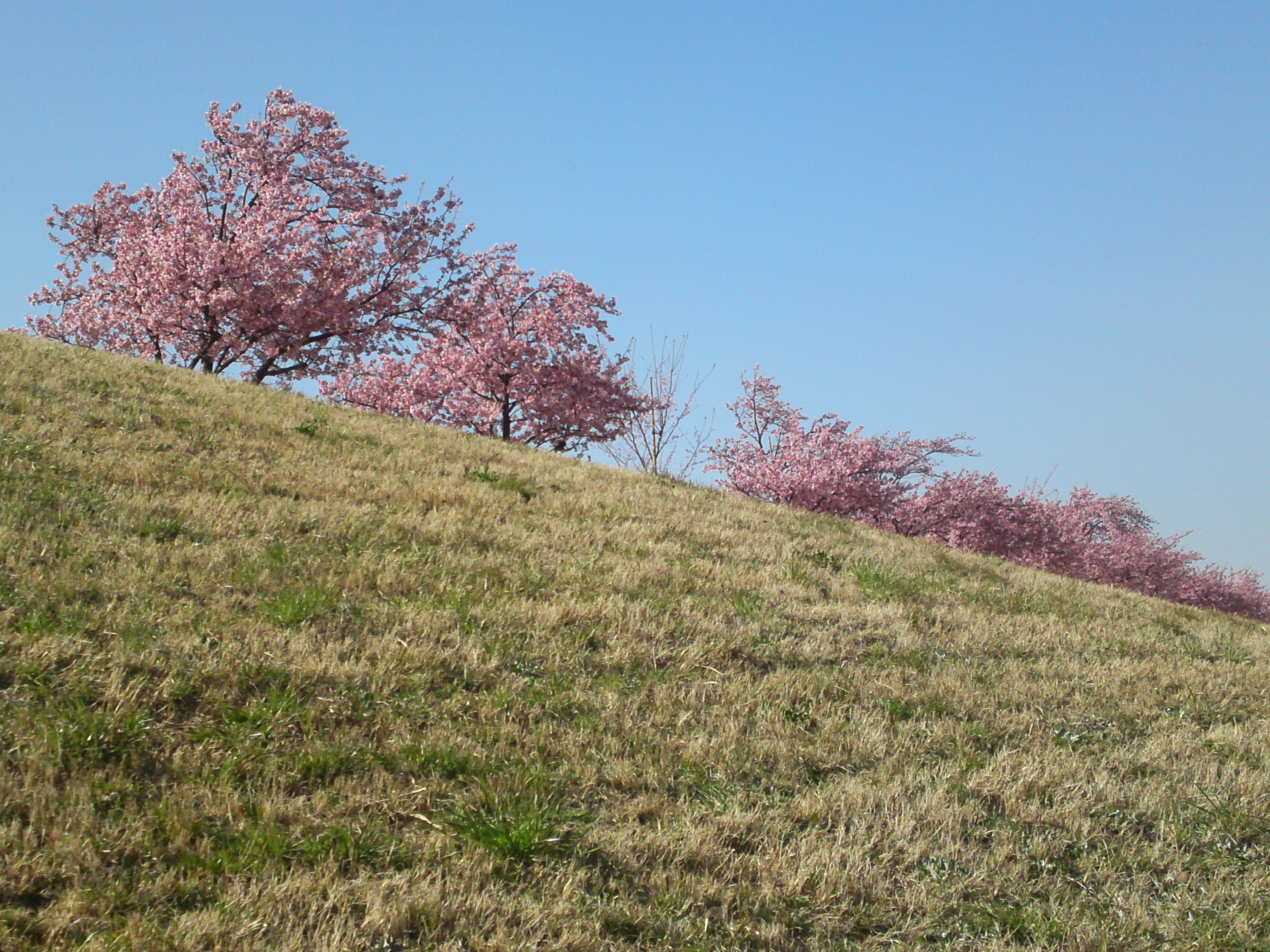2020年早春江戸川に咲く河津桜の花々３