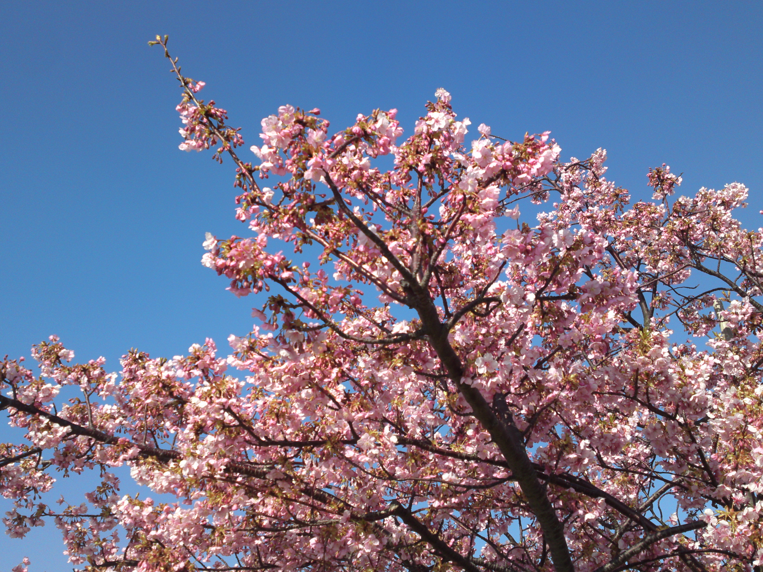 2020年早春江戸川に咲く河津桜の花々４