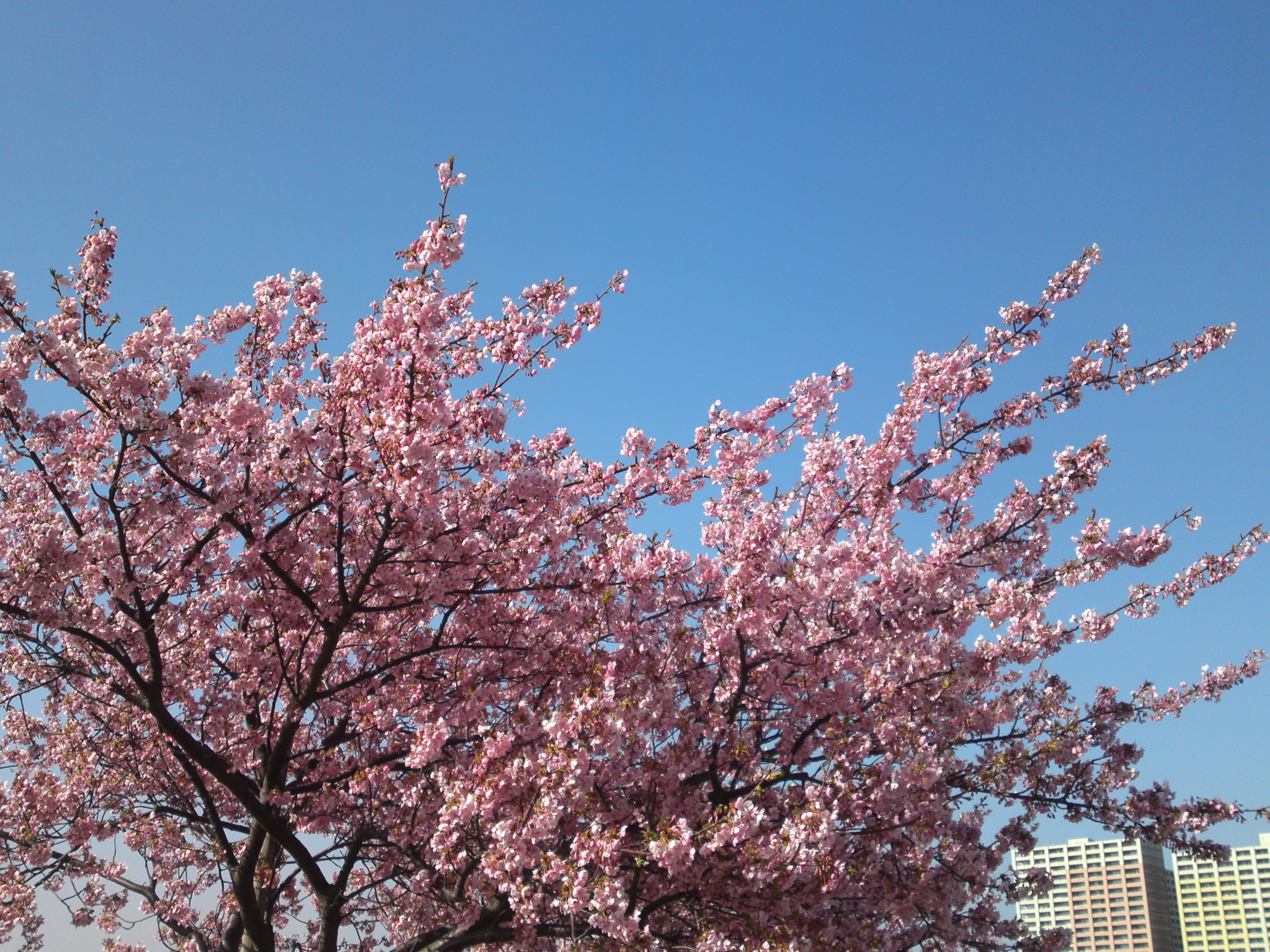 2020年早春江戸川に咲く河津桜の花々７
