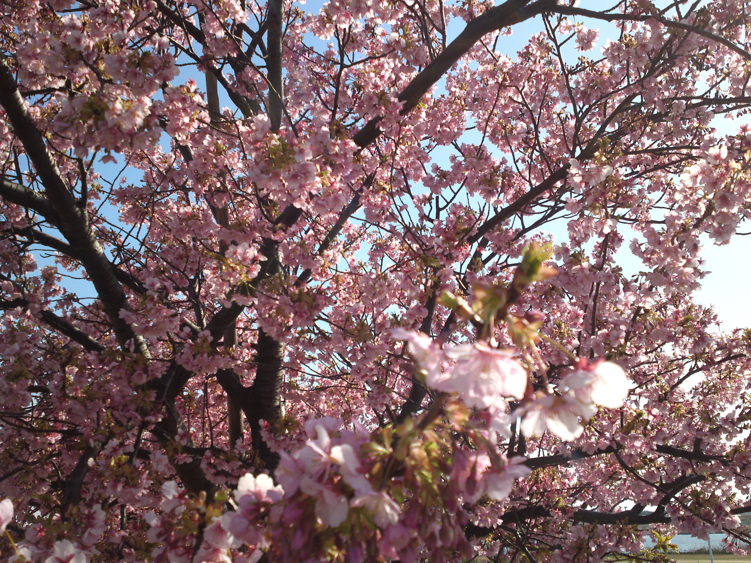 2020年早春江戸川に咲く河津桜の花々１０