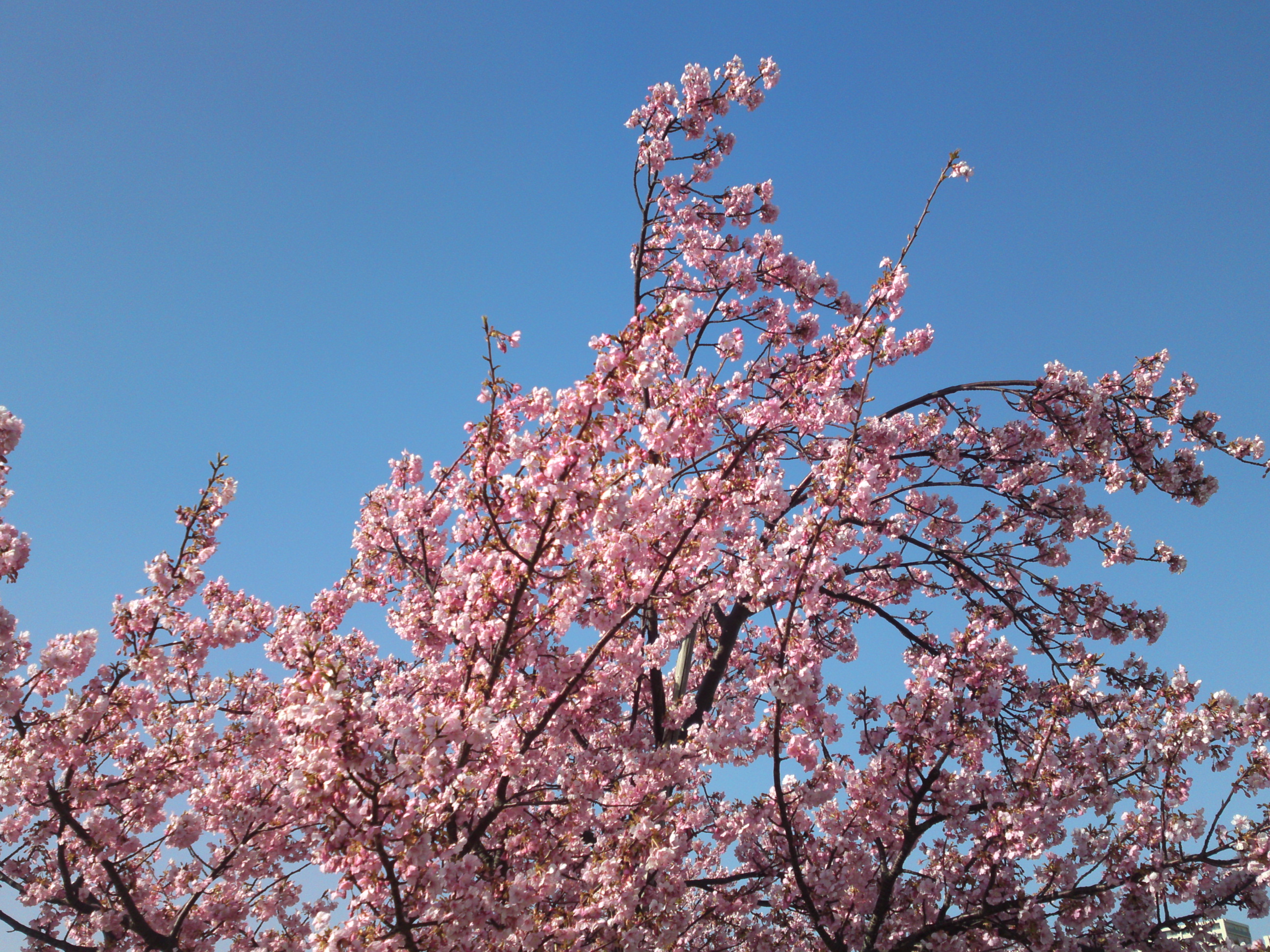2020年早春江戸川に咲く河津桜の花々１１