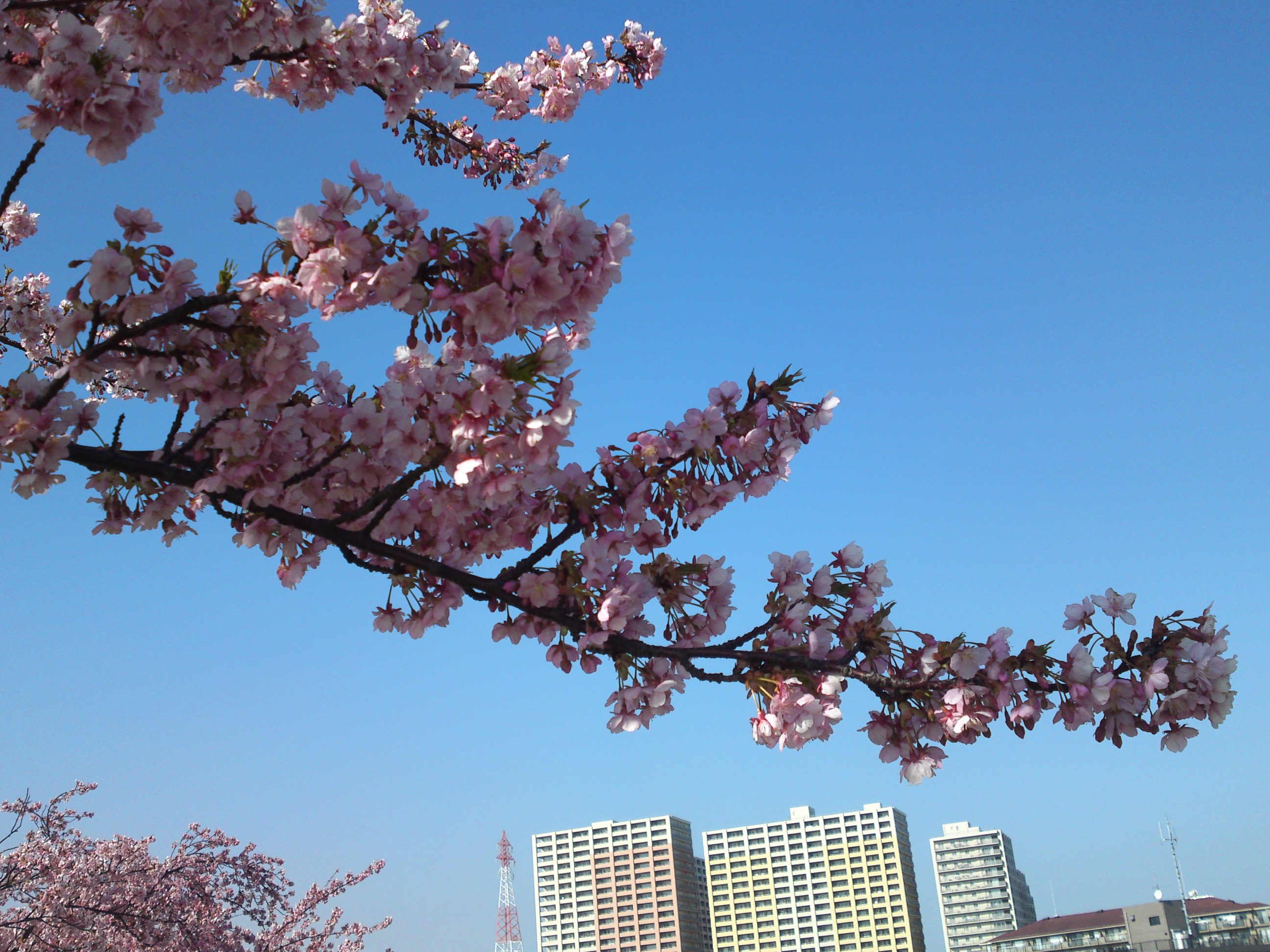 2020年早春江戸川に咲く河津桜の花々１２