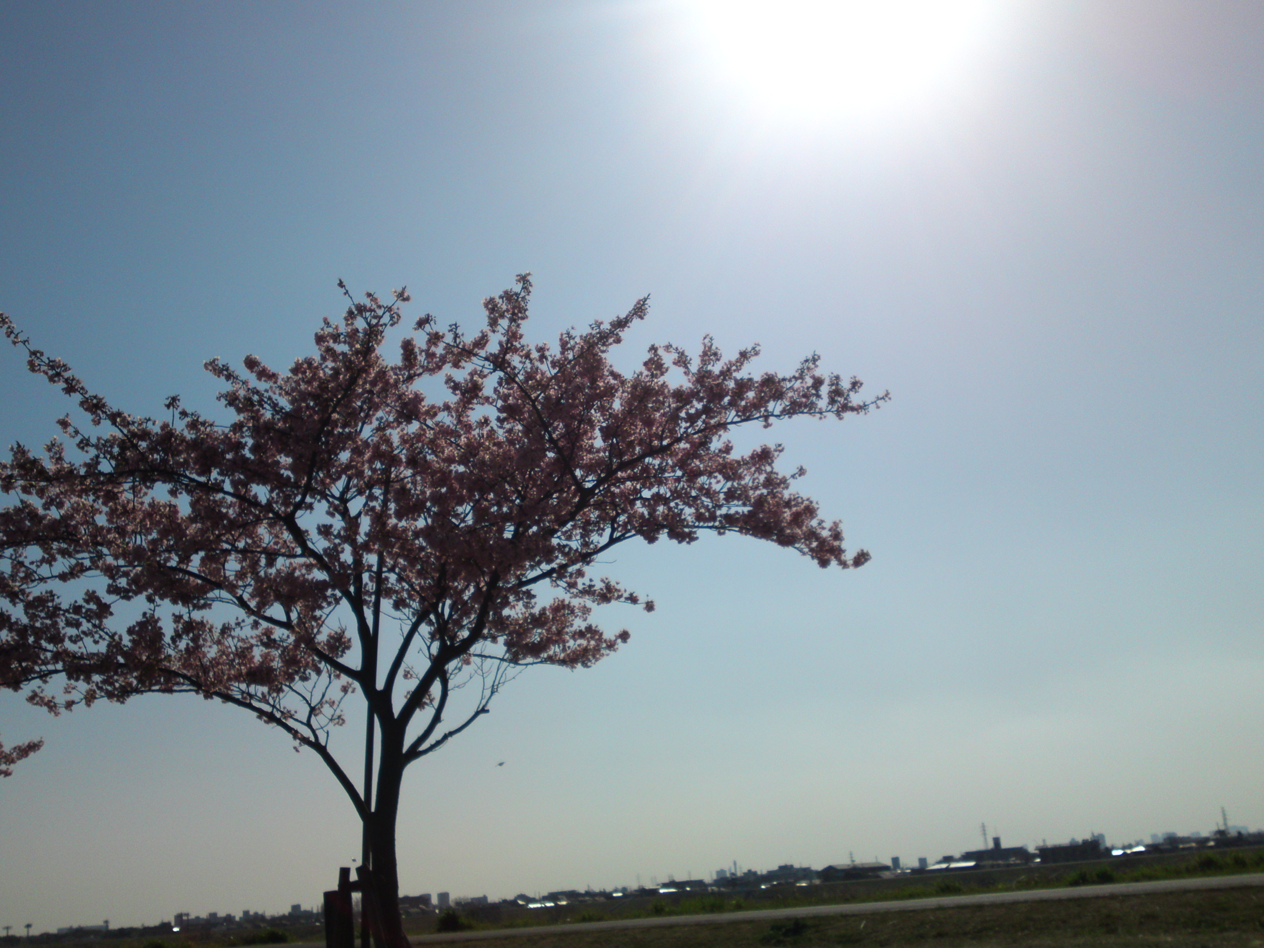 2020年早春江戸川に咲く河津桜の花々１３