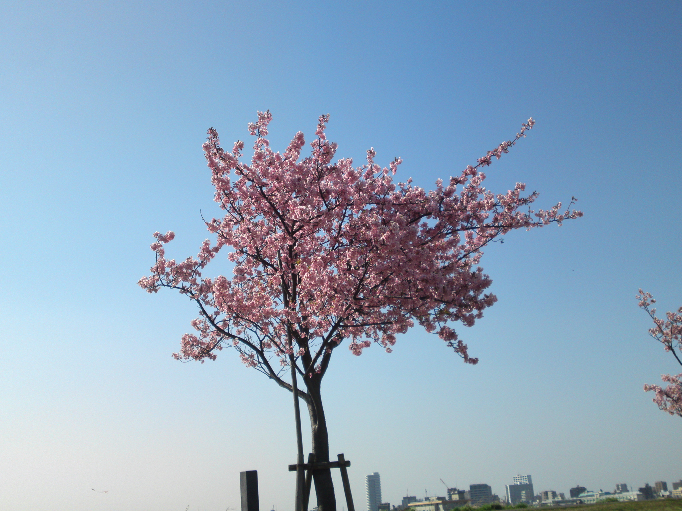 2020年早春江戸川に咲く河津桜の花々１４