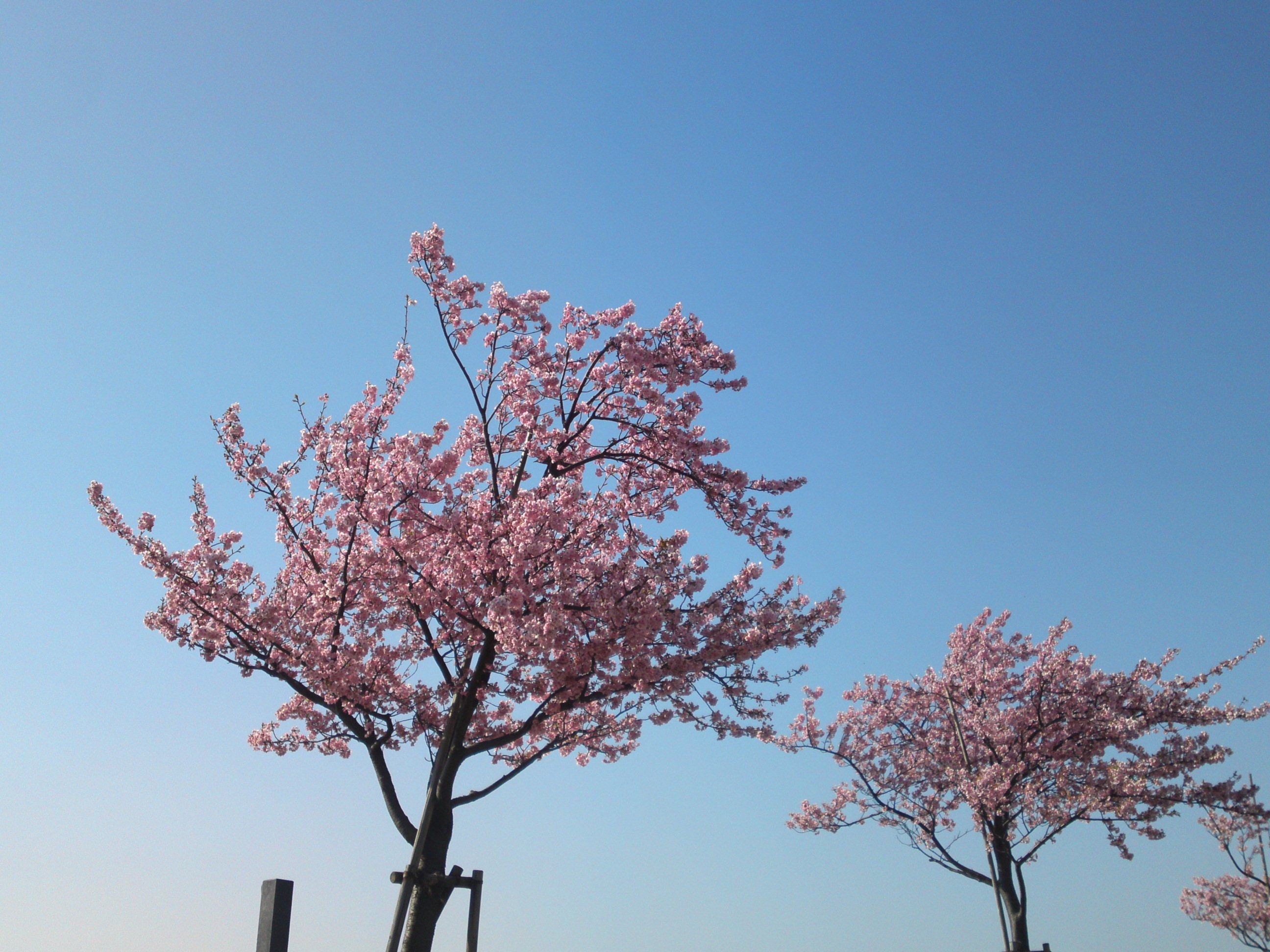 2020年早春江戸川に咲く河津桜の花々１５