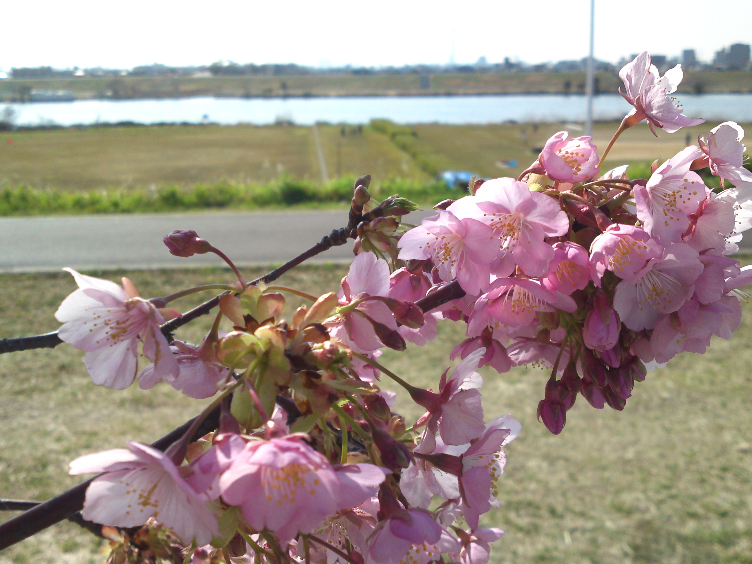 2020年早春江戸川に咲く河津桜の花々１６
