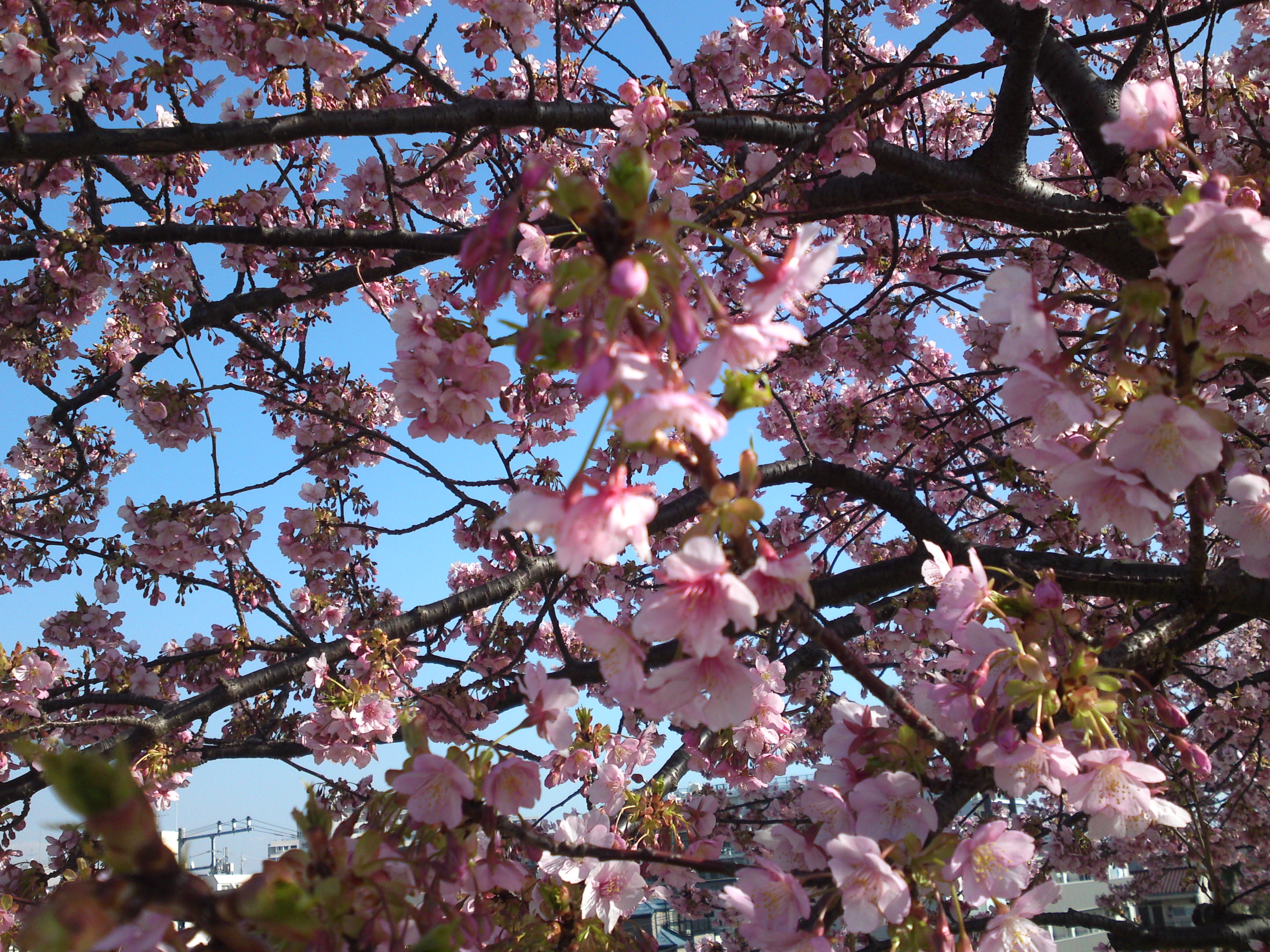 2020年早春江戸川に咲く河津桜の花々１７