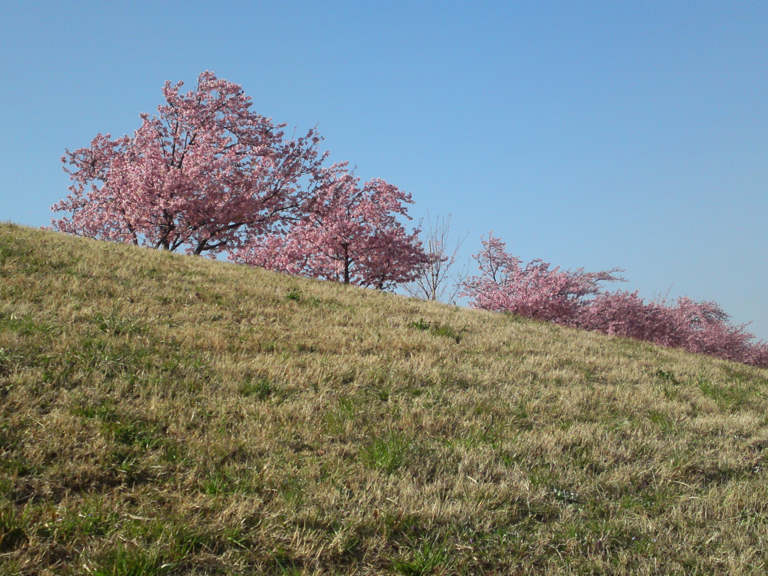 2020年早春江戸川に咲く河津桜の花々１８