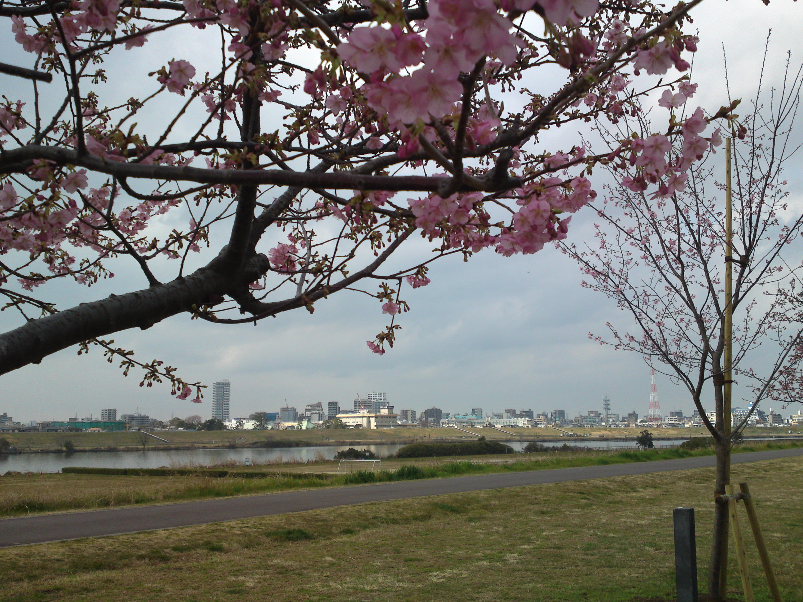 2020年早春江戸川に咲く河津桜の花々１９