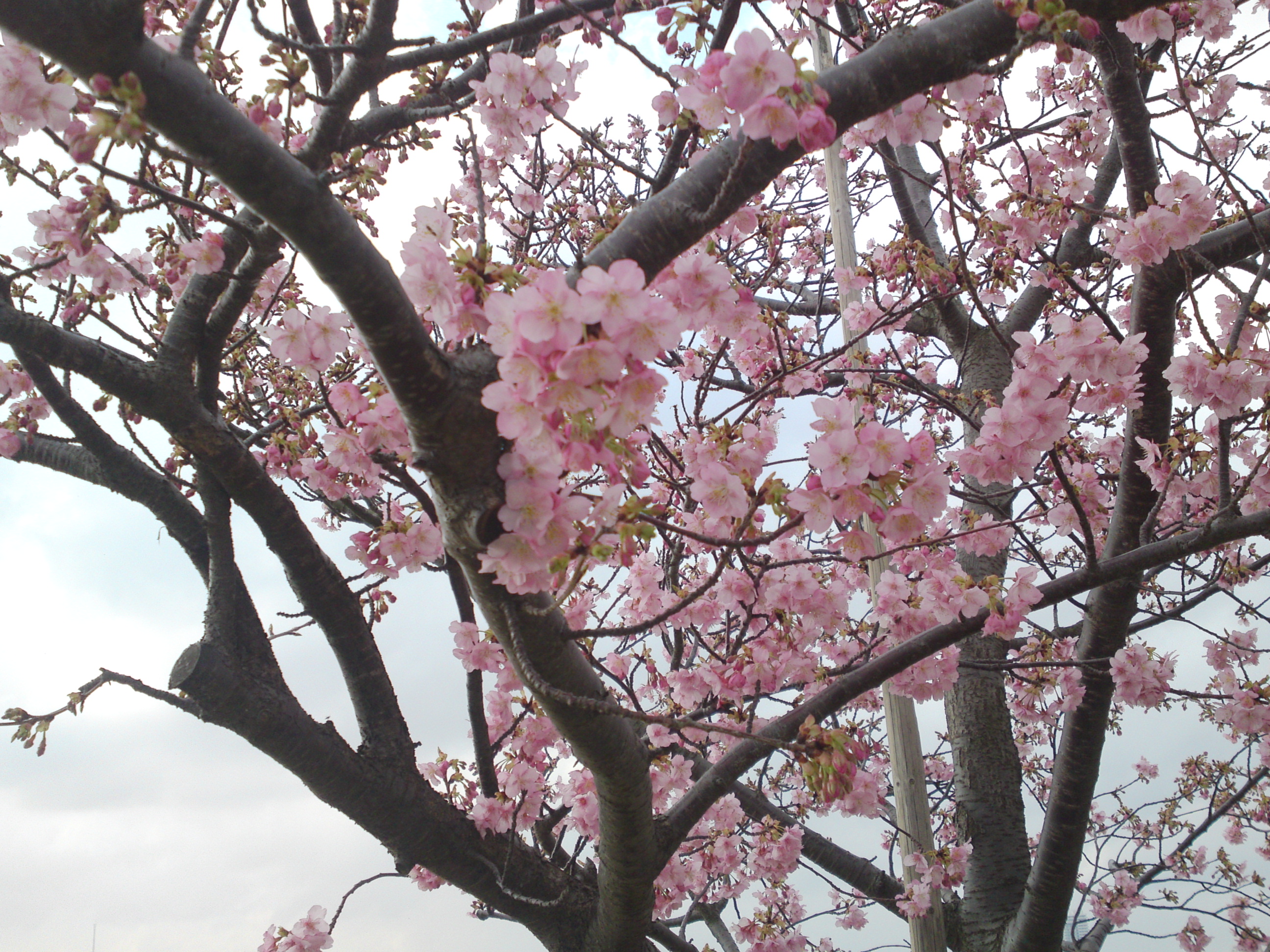 2020年早春江戸川に咲く河津桜の花々２０